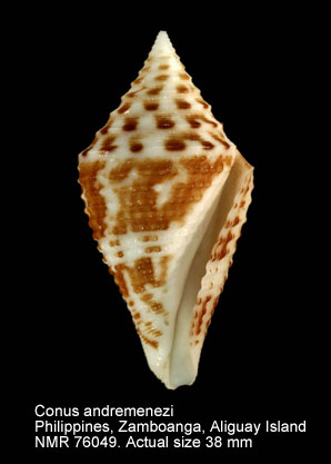 Conus andremenezi (2).jpg - Conus andremeneziOlivera & Biggs,2010